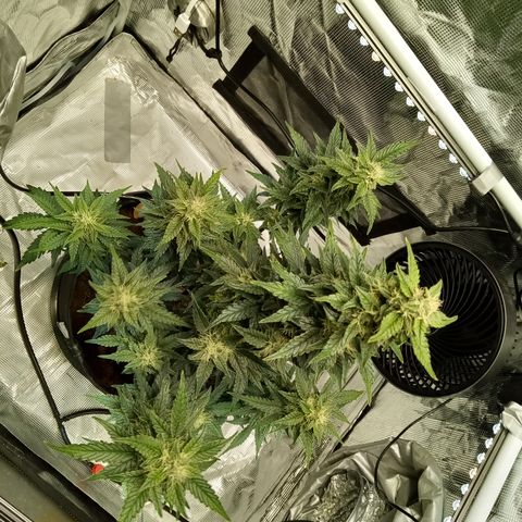Sweet Gelato Auto growlog timeline photo