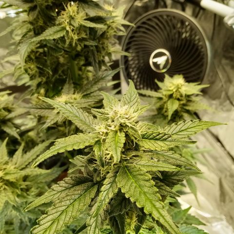 Sweet Gelato Auto growlog timeline photo