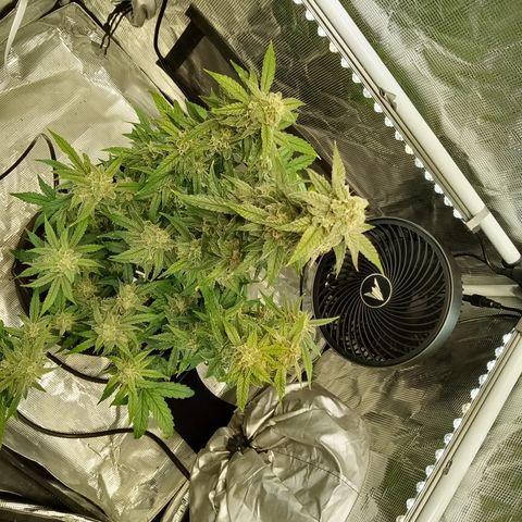 Grape Deebo growlog photo: Love the smell