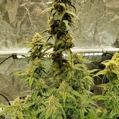 Grape Deebo growlog photo: Love the smell