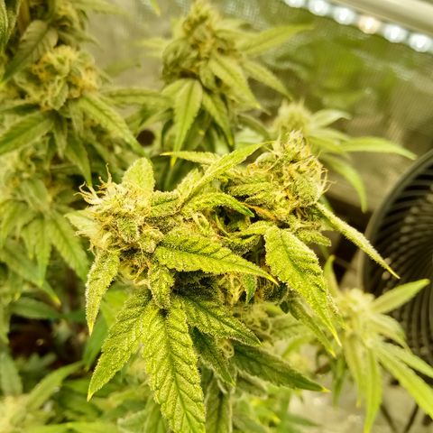 Grape Deebo growlog photo: Love the smell