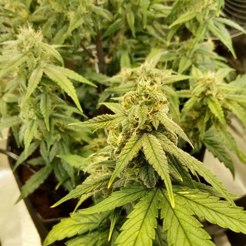 Grape Deebo growlog photo: Love the smell