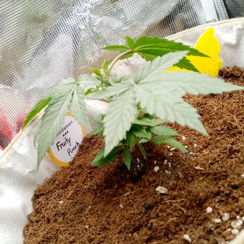 Fruity Punch ( mother ) growlog photo: Bent, not sad 