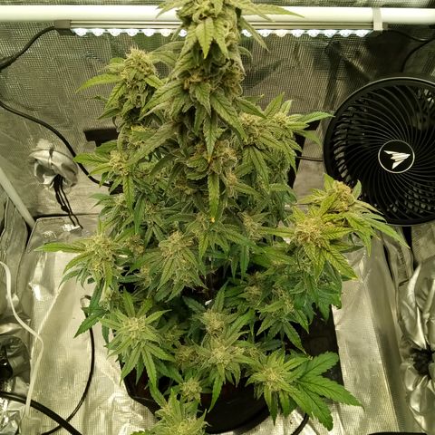 Grape Deebo growlog timeline photo