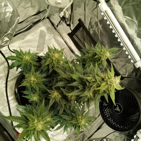 Sweet Gelato Auto growlog timeline photo