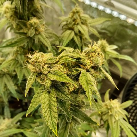 Grape Deebo growlog timeline photo