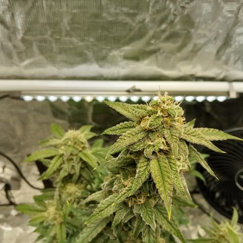 Grape Deebo growlog timeline photo