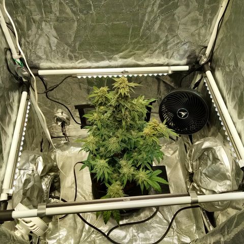 Grape Deebo growlog timeline photo