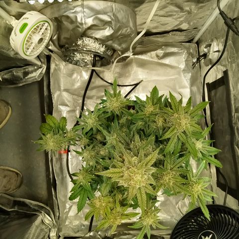 Grape Deebo growlog timeline photo