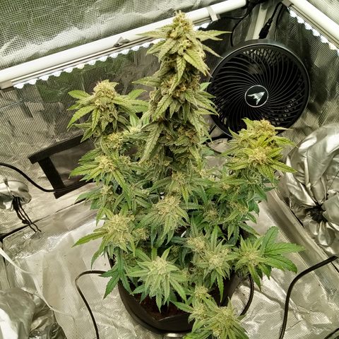 Grape Deebo growlog timeline photo