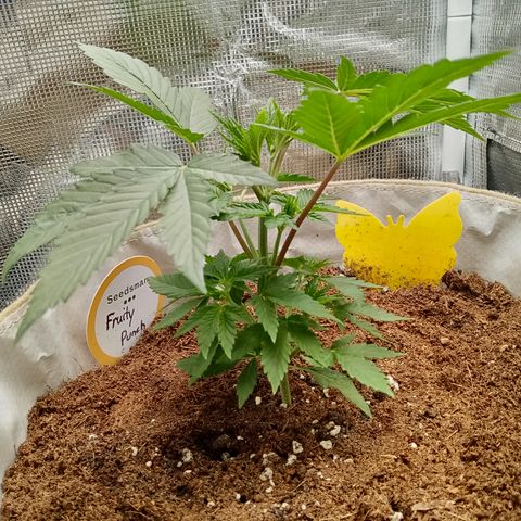 Fruity Punch ( mother ) growlog timeline photo