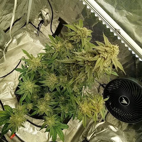 Grape Deebo growlog timeline photo