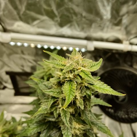 Sweet Gelato Auto growlog timeline photo