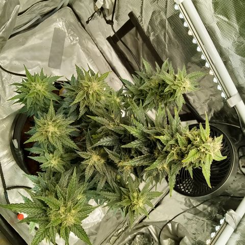 Sweet Gelato Auto growlog timeline photo