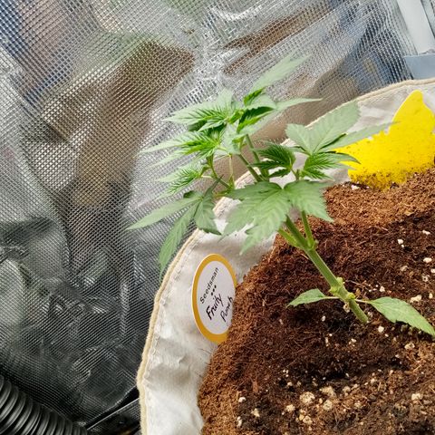 Fruity Punch ( mother ) growlog timeline photo