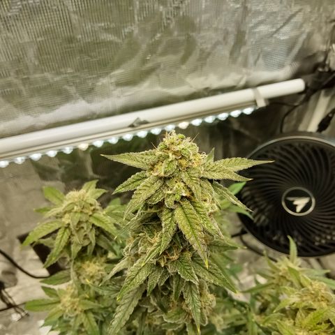 Grape Deebo growlog timeline photo