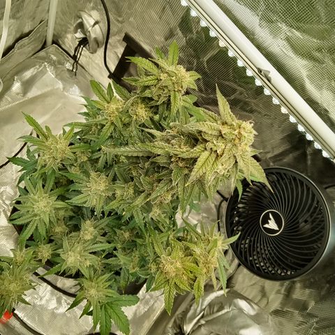 Grape Deebo growlog timeline photo