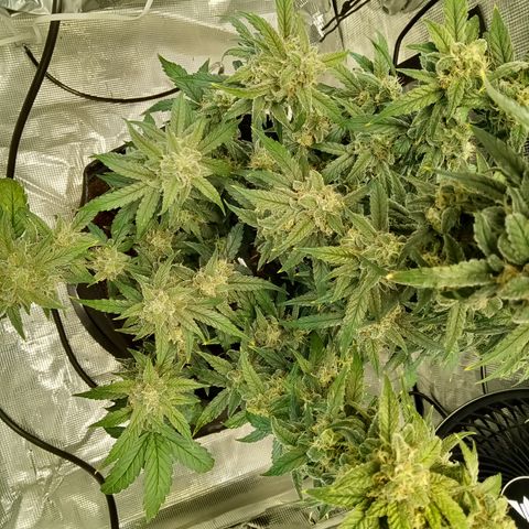 Sweet Gelato Auto growlog timeline photo