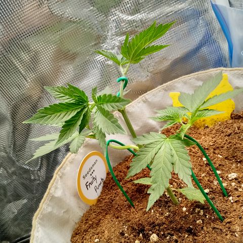 Fruity Punch ( mother ) growlog timeline photo
