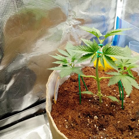 Fruity Punch ( mother ) growlog timeline photo