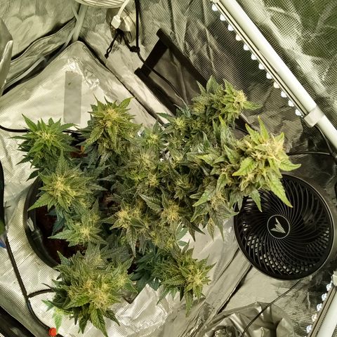 Sweet Gelato Auto growlog timeline photo