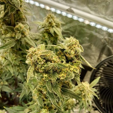 Grape Deebo growlog timeline photo