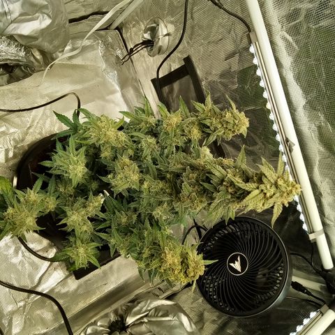 Grape Deebo growlog timeline photo