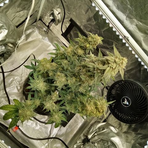 Grape Deebo growlog timeline photo