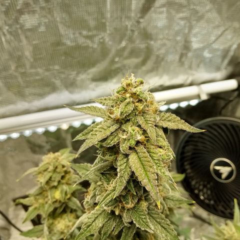 Grape Deebo growlog timeline photo