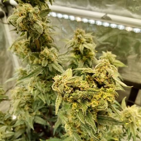 Grape Deebo growlog timeline photo