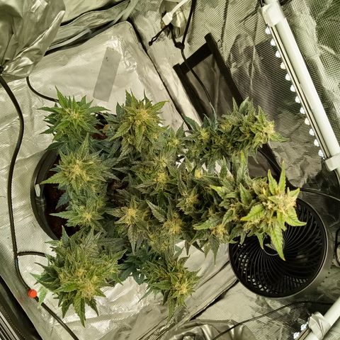 Sweet Gelato Auto growlog timeline photo