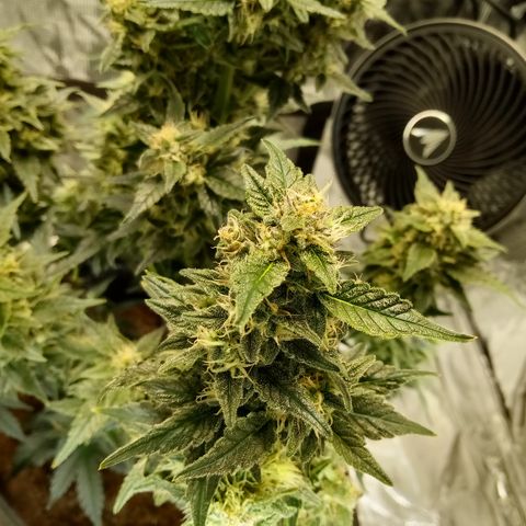 Sweet Gelato Auto growlog timeline photo
