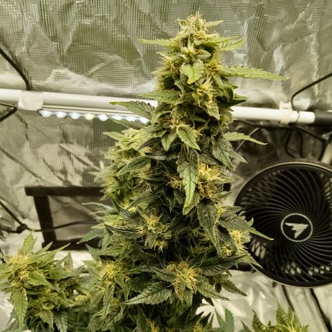Sweet Gelato Auto growlog timeline photo