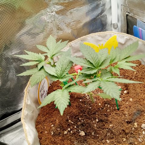 Fruity Punch ( mother ) growlog timeline photo