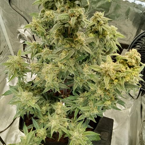 Grape Deebo growlog timeline photo