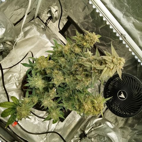 Grape Deebo growlog timeline photo