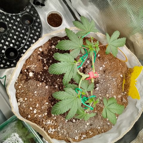 Fruity Punch ( mother ) growlog timeline photo