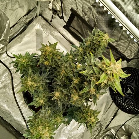 Sweet Gelato Auto growlog timeline photo