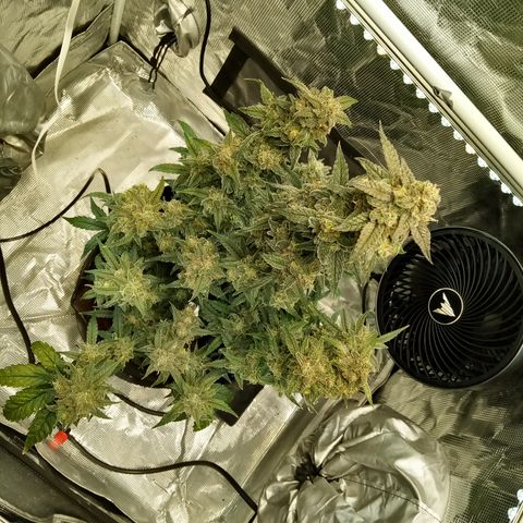 Grape Deebo growlog timeline photo