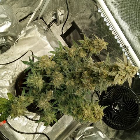 Grape Deebo growlog timeline photo