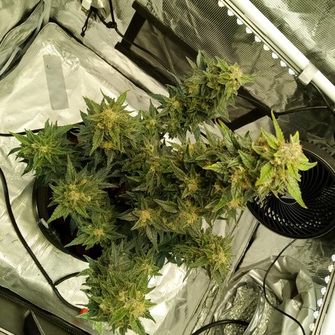 Sweet Gelato Auto growlog timeline photo
