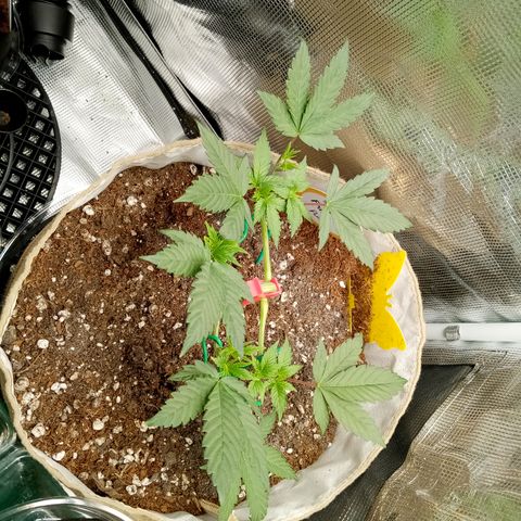 Fruity Punch ( mother ) growlog timeline photo