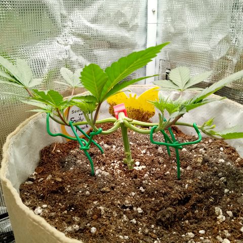 Fruity Punch ( mother ) growlog timeline photo