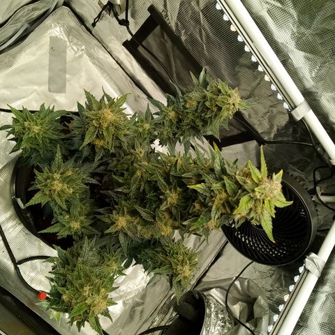 Sweet Gelato Auto growlog timeline photo