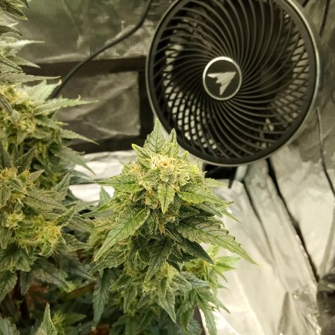 Sweet Gelato Auto growlog timeline photo
