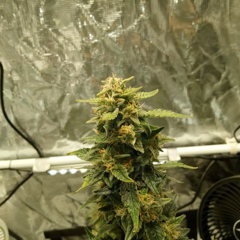 Sweet Gelato Auto growlog timeline photo