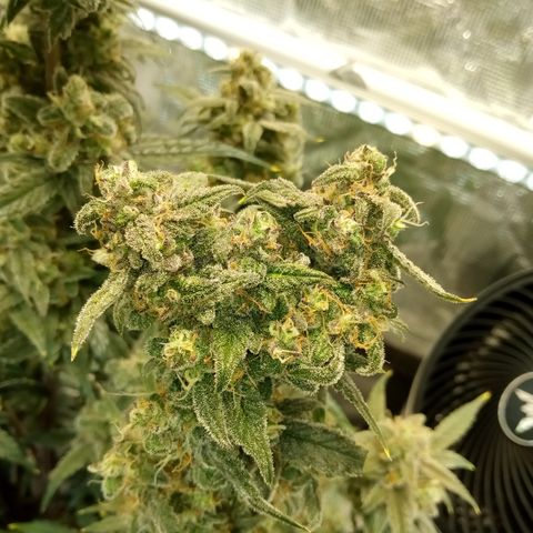 Grape Deebo growlog timeline photo
