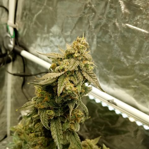 Grape Deebo growlog timeline photo