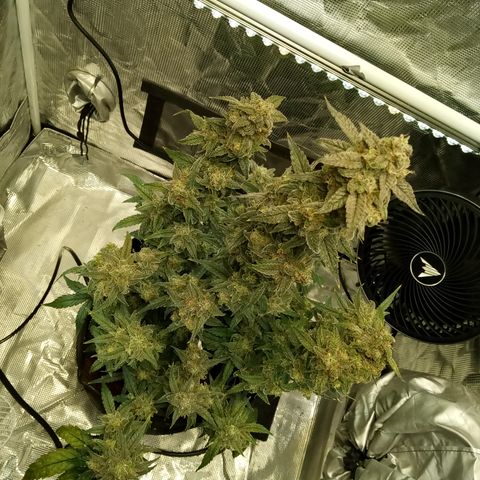 Grape Deebo growlog timeline photo