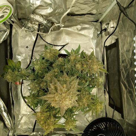 Grape Deebo growlog timeline photo